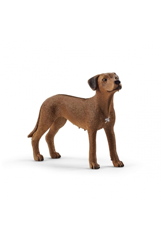 13895 Schleich - Rodezya Ridgeback Köpek +3 yaş